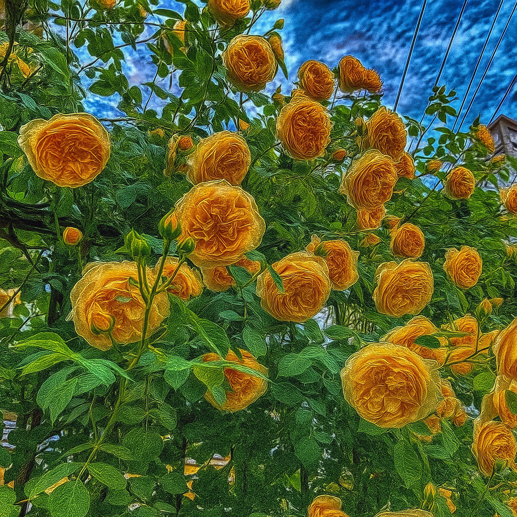 Elegant Climbing Rose Flower Seeds (IMPORTED)
