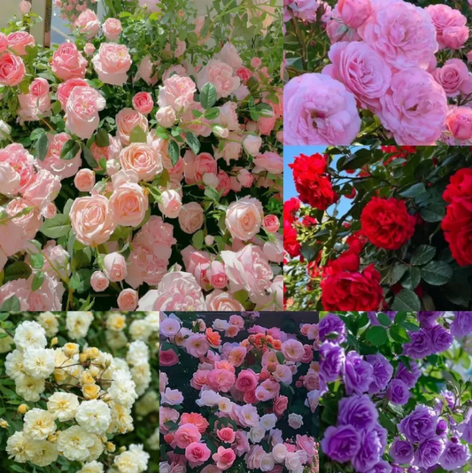 Elegant Climbing Rose Flower Seeds (IMPORTED)