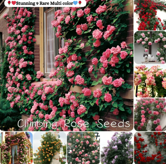 Elegant Climbing Rose Flower Seeds (IMPORTED)