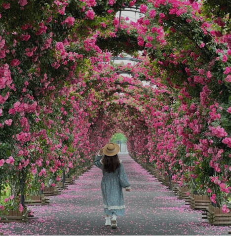 Elegant Climbing Rose Flower Seeds (IMPORTED)